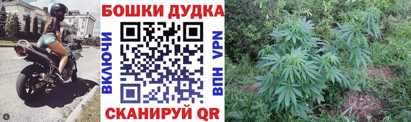купить наркоту  Шлиссельбург  мориарти Telegram  МАРИХУАНА гибрид 